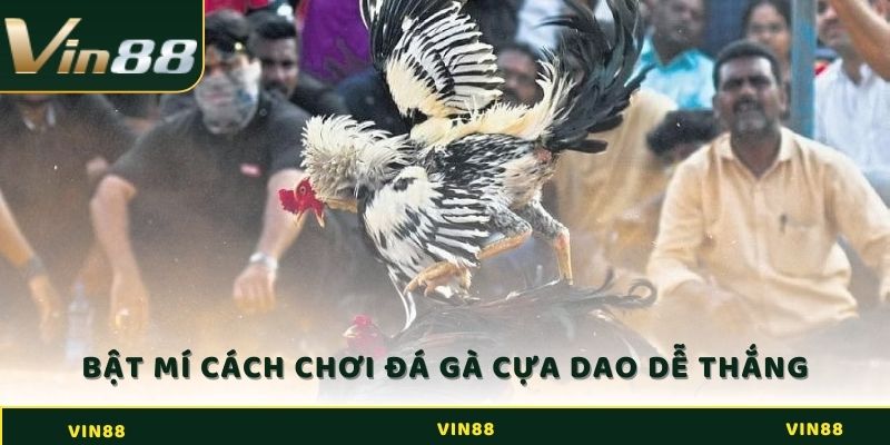 Bật mí cách chơi đá gà cựa dao dễ thắng nhất