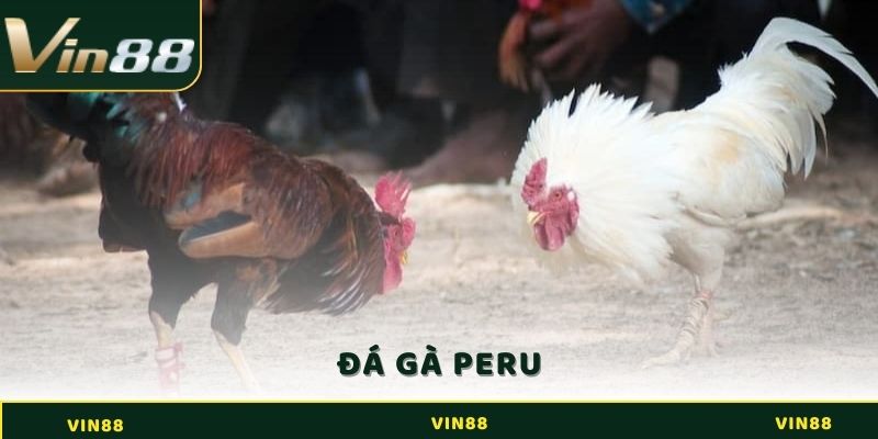 Đá gà Peru