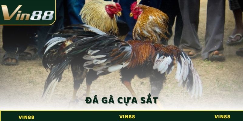 Đá gà cựa sắt