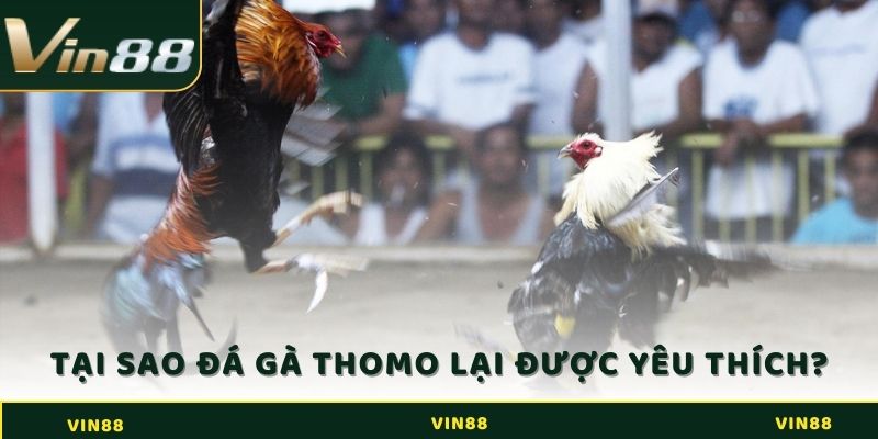 Lý do đá gà Thomo lại được nhiều dân chơi cá cược yêu thích