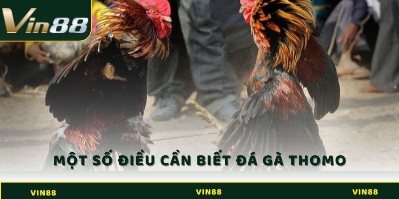 Một số điều cần biết về đá gà Thomo