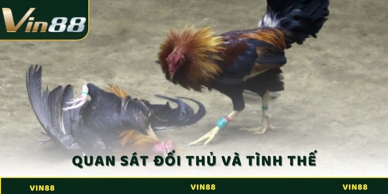 Quan sát gà đối thủ và tình thế trước khi vào trận