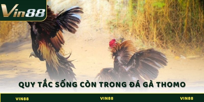 Quy tắc sống còn khi tham gia cá cược đá gà Thomo