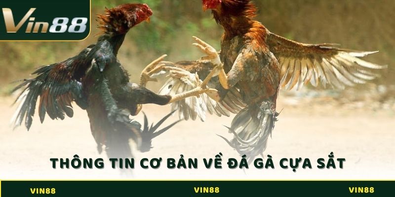 Tìm hiểu những thông tin cơ bản về đá gà cựa sắt