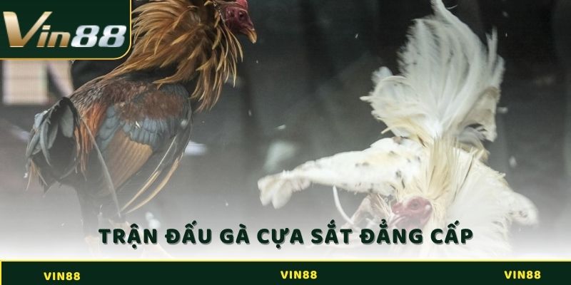 Trận đấu gà cựa sắt đẳng cấp và hấp dẫn