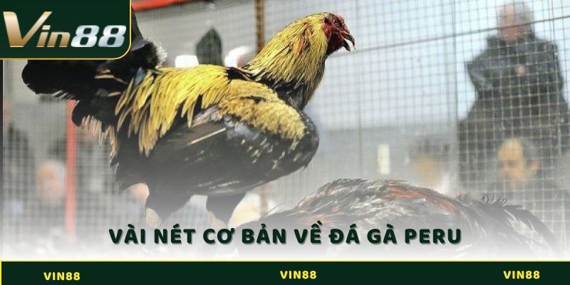 Vài nét cơ bản về đá gà Peru